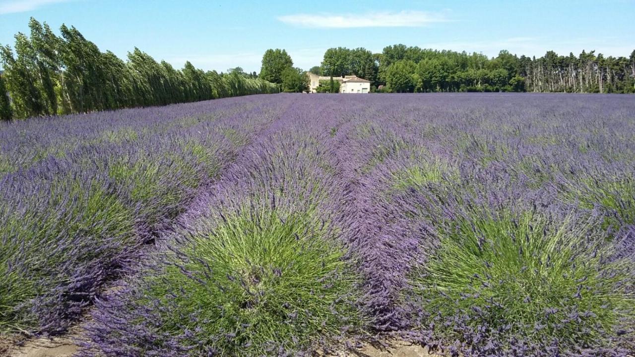 Chambres D'Hotes L'Oreliane En Provence Only Adult Châteauneuf-de-Gadagne Eksteriør billede